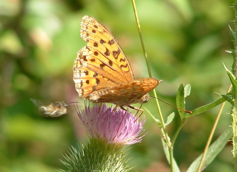 Pyronia tithonus